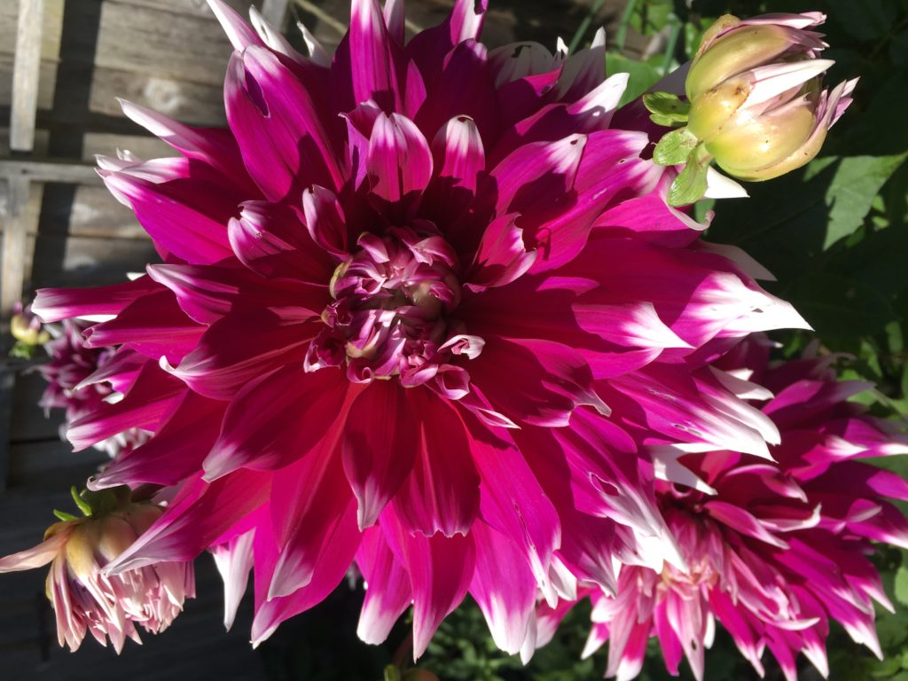 Close up picture of a magenta coloured dahlia flower with white tips, in the background is a faded wooden fence.