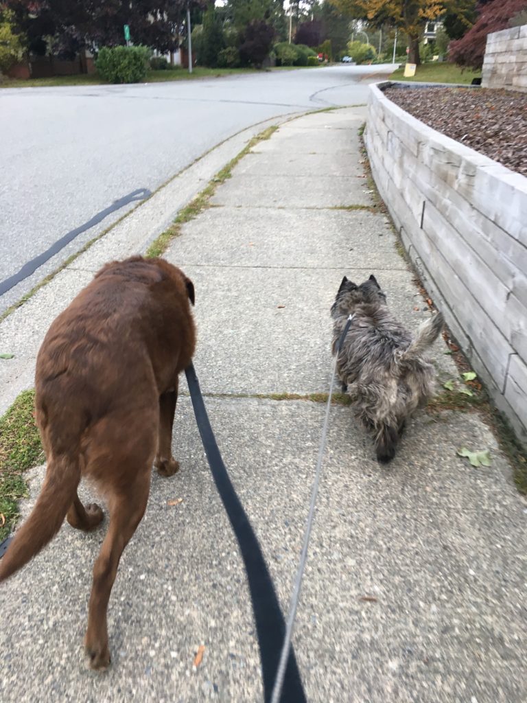 A picture of two dogs on leashes taken from behind (from the dog walkers perspective). The dog to the left is larger and is a chocolate labrador retriever. The dog to the right is smaller and furry and grey. It is a cairn terrier. They are walking along the sidewalk next to a suburban street. 